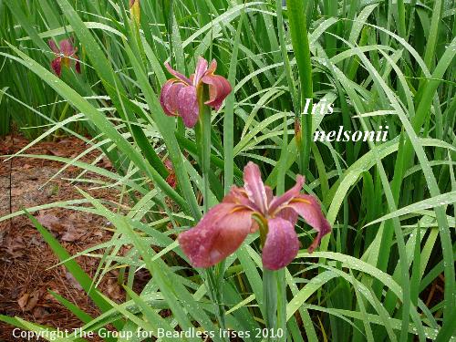 iris nelsonii (1)